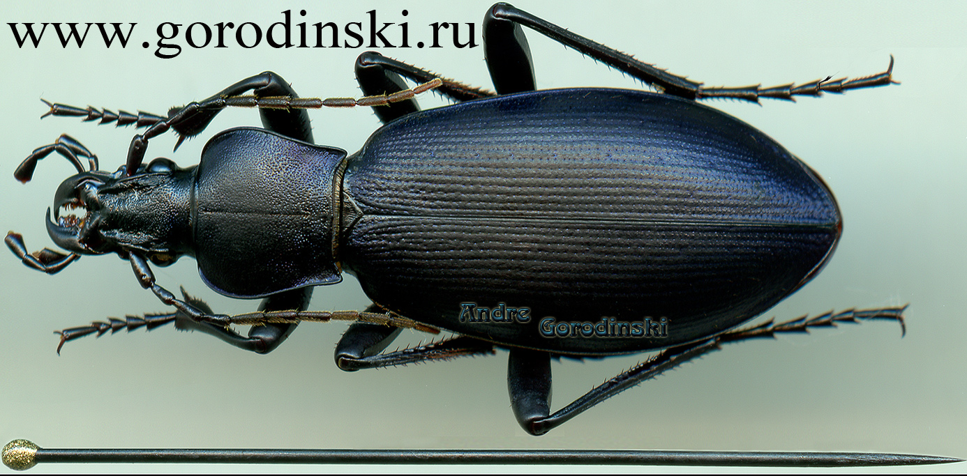 http://www.gorodinski.ru/carabus/Deroplectes dokhtourovi s.str.jpg